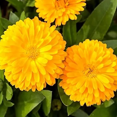 Calendula Officinalis Pacific  Golden Beauty 1500 Seeds+ FREE PLANT LABEL • £0.99