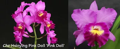 Cattleya Hsinying Pink Doll ' Pink Doll'  Orchid Flask • $80