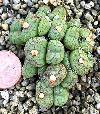 Mesembs Plant Conophytum Obcordellum  Lambertense  Strandfontein - With PODS! • $34.99