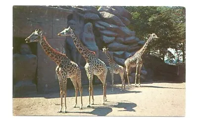 $2.49 • Buy Detroit MI Postcard Zoo Giraffes