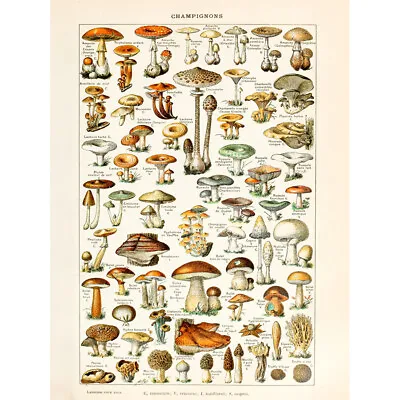 Millot 19th Century Mushrooms Encyclopedia Page Canvas Wall Art Print Poster • £13.99