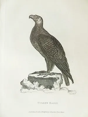 £5.99 • Buy Golden Eagle - Copper Plate Engraving C.1808 Antique Nature Print By Shaw