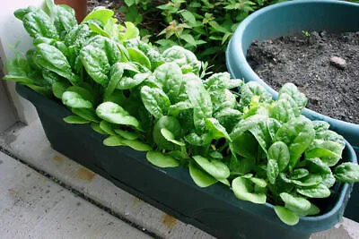 Green Malabar Spinach Basella Alba Vine Spinach Green Leafy Vegetable 30 Seeds • $5.48