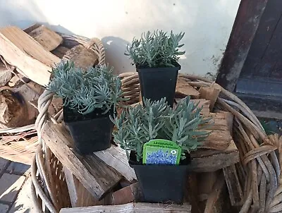 Three Lavender Hidcote Plants 10cm Pots • £15