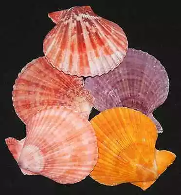 Assorted Scallop Paired And Glued Seashells 3 + (2 Shells) • $5.51