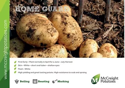 £27 • Buy HOME GUARD Seed Potatoes - Certified Seed - First Early READY TO PLANT