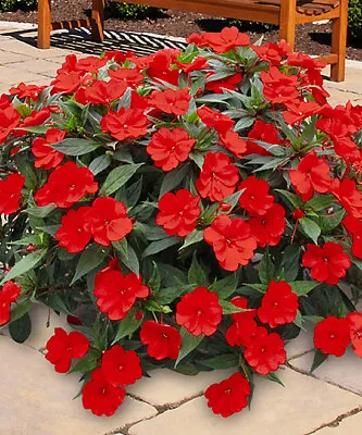 25 Busy Lizzie Red Seeds  (Impatiens)  • £2.39