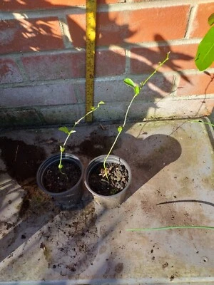 £2.99 • Buy 2 Passion Flower Plants, In 9cm Pots Approx.  White & Purple