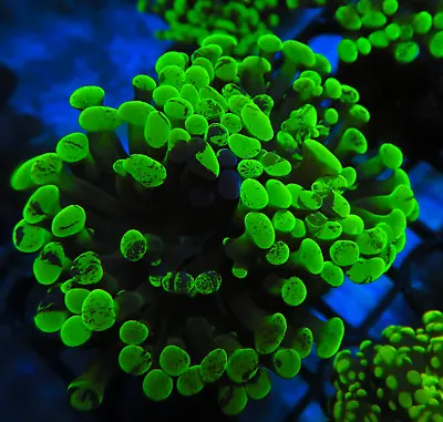 Toxic Splatter Hammer Coral WYSIWYG SE1A • £49.49