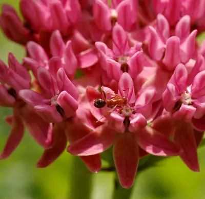 50 PURPLE MILKWEED Seeds (Asclepias Purpurascens) RARE Butterfly Flower Seeds • $8.95