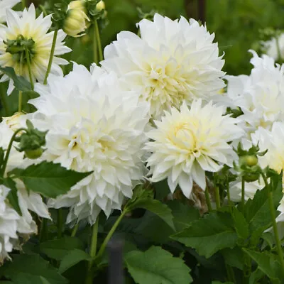 Dahlia Dinner Plate White Perfection Giant Blooms Gardens White 1x Tuber By T&M • £8.99