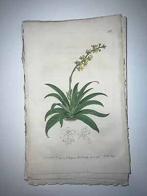 £17.70 • Buy 19th Century Edwards Botanical Register Hand Colored Engraving Flowers #153
