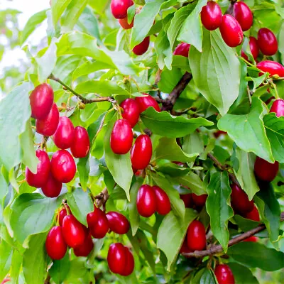 Cornus Mas / Cornelian Cherry 40-60cm Tall Shrub Glossy Cherry Like Fruit • £9.99