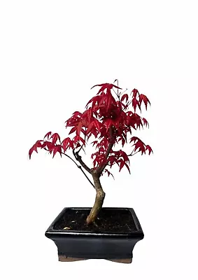 Japanese Maple Bonsai Tree (acer Palmatum Deshojo) In 15cm Pot • £39.99