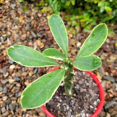 Euphorbia Neriifolia Variegated • $54.45
