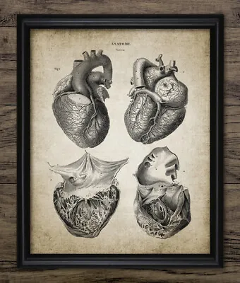 Human Heart Anatomy Print Cardiology Medical Student Vintage Style Wall Art • $8.72