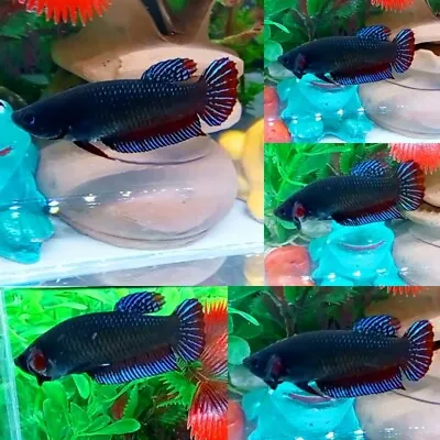 Fighter Plakat Female - IMPORT LIVE BETTA FISH FROM THAILAND • $22