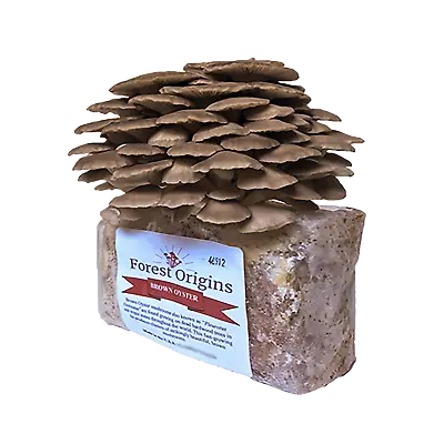 Brown Oyster Mushroom Farm - Indoor Mushroom Growing Kit -Edible Oyster Mushroom • $29.99