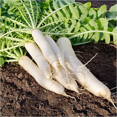 Radish DAIKON MIYASHIGE 50+ Seeds HEIRLOOM Vegetable Garden ALL SEASON Veg EASY • $4.99