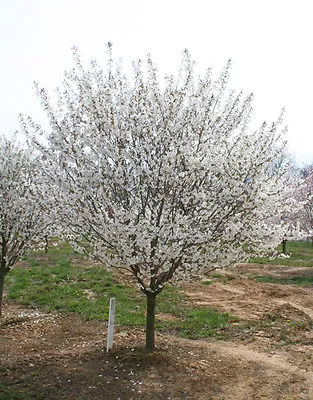 2 Snowgoose Flowering Cherry Tree 2.5  Pot • $13.95