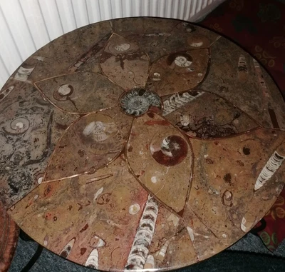 £300 • Buy Ammonite Orthoceras Fossil Table 