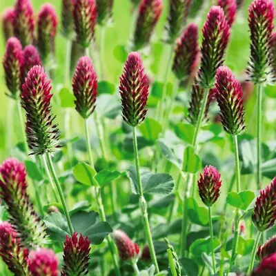 Green Manure Seeds Flower Garden Plants 'Crimson Clover' 1 Packet 60 Grams T&M • £3.49