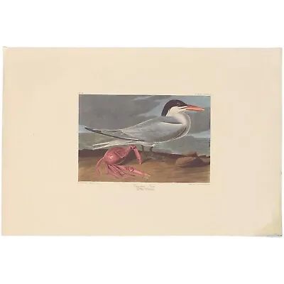 $200 • Buy Audubon Amsterdam Ed Double Elephant Folio Lithograph Pl 273 Cayenne Tern