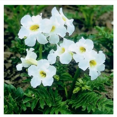 Incarvillea Chinese Trumpet Snowtop Plant Perennial 1 X13cm Pot Hardy Gloxinia • £10.99