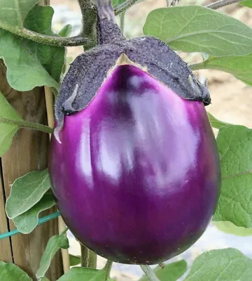 50 X AUBERGINE PURPLE EGG PLANT SEEDS. NON GMO • £1.50