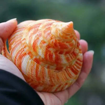 Rare Natural Pearly Screw Conch Shell Coral Sea Collectible A Snail 2024 • $5.76