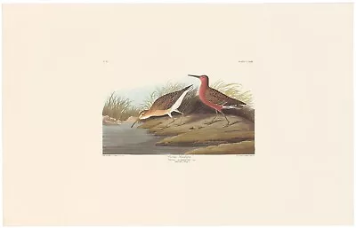 Audubon Abbeville Ed Double Elephant Folio Lithograph Pl 263 Curlew Sandpiper • $74