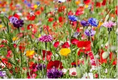 100g WILD FLOWER MEADOW SEEDS Wild Scented Bee Ornamental Meadow NO GRASS Mix149 • £12.99