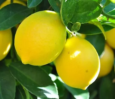 Florida Only!! Meyer Lemon Tree 26-30” Tall • $115