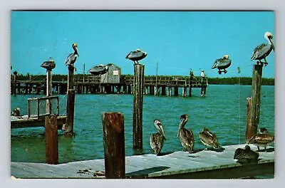 Marco Island FL-Florida Pelicans Waiting For Fish Dinner C1971 Vintage Postcard • $7.99