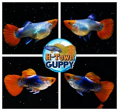 $30.95 • Buy 1 TRIO - Live Guppy Fish High Quality - Black Koi Short Body - USA Seller
