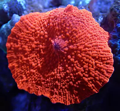 WYSIWYG Bright Red Discosoma 1 Leaf Mushroom Shroom Soft Coral Frag-Marine Frag • £0.99