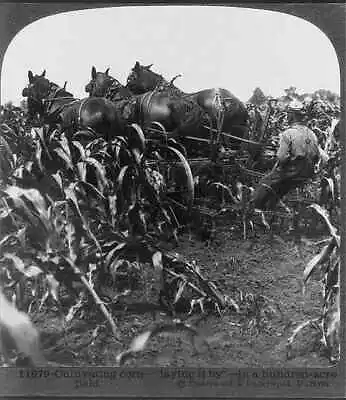 Cultivating CornLaying It ByHundred Acre Fieldc1915Horse Drawn Cultivator • $9.99