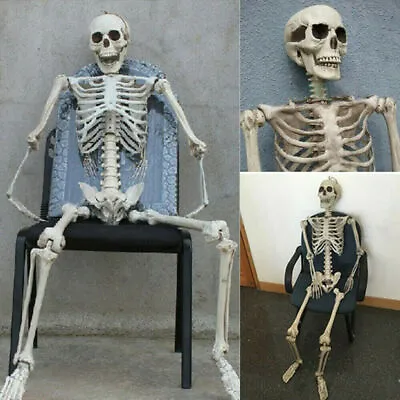 Halloween Poseable Full Life Skeleton Party Prop Decoration Human Anatomy Model • £15.99