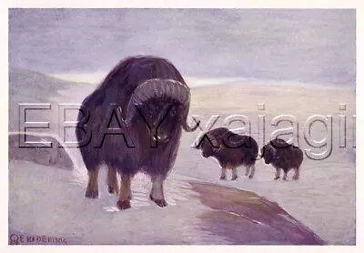 Muskox Musk Ox Qiviut & Calves 100 Year-old Antique Wildlife Print • $39.95