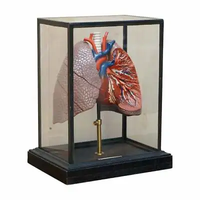 Fine Vintage Deyrolle Paris Anatomical Model Of Human Lungs In Display Case • $3599.41