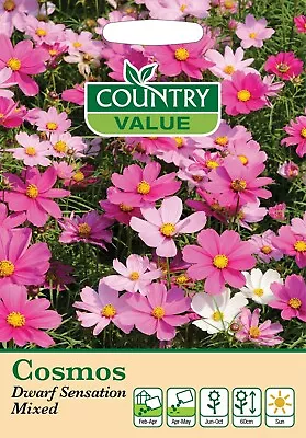 Cosmos Seeds Dwarf Sensation Mixed By Country Value FREE UK DELIVERY Flowers • £2.89