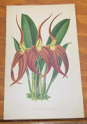 1840s Antique COLOR Floral Print///MASDEVALLIA HARRYANA ORCHID • $29.99