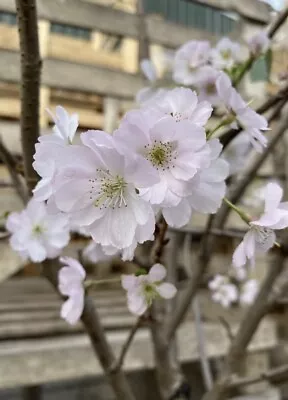 Prunus Autumnalis Rosea Bare Root Top-worked Flowering Cherry Tree 150-180cm • £32.99