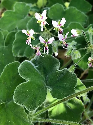 Rare Unique Fuzzy Mint Scented Pelargonium Geranium - 2 X 6  Live Plant Cuttings • $16.50