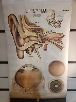 LARGE Vintage Anatomical Chart AMERICAN FROHSE Eye And Ear • $100