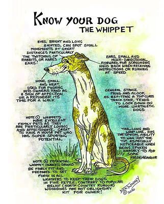 £2.95 • Buy The Whippet Know Your Dog Blank Greeting Card By Dick Twinney