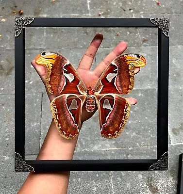 Vintage Atlas Moth Decor Wall Gothic Home  Butterfly Lover Framed Insect Bug Art • $75