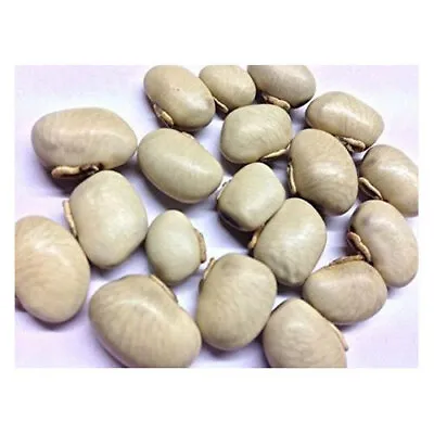 White Mucuna Pruriens Seed Whole KawaanchKauch SeedKanch Beej  Free Shipping • $13.99