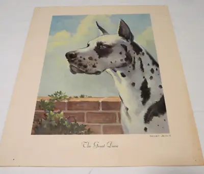 The Great Dane Art Print By Wesley Dennis 12.5  X 14  Unframed Vintage Dogs • $18.88