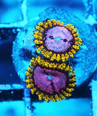 WWC Purple Monster Paly Zoanthids Paly Zoa SPS LPS Corals WYSIWYG • $4.99